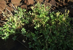 Oxalis dillenii