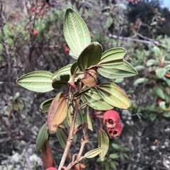 Melastoma