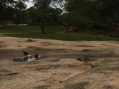 Cairina moschata domestica