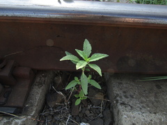 Euphorbia davidii