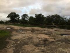 Cairina moschata domestica