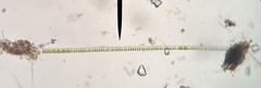 Desmidium