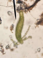 Hydra viridissima