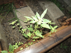 Euphorbia davidii