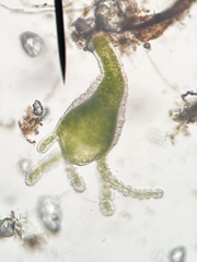 Hydra viridissima