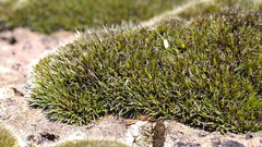 Grimmia
