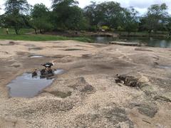 Cairina moschata domestica