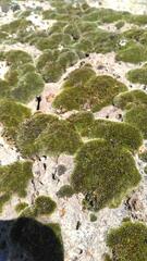 Grimmia