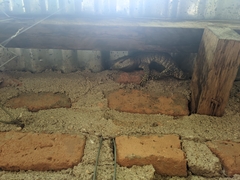 Varanus albigularis microstictus