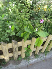 Hibiscus syriacus