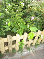 Hibiscus syriacus