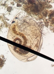 Chydorus