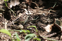 Holcosus quadrilineatus