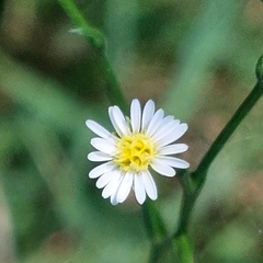 Symphyotrichum subulatum