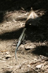 Holcosus quadrilineatus