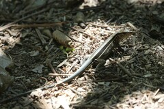 Holcosus quadrilineatus