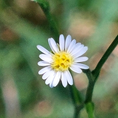 Symphyotrichum subulatum