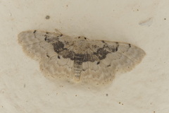 Idaea intermedia