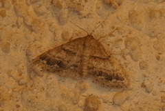 Idaea inclinata