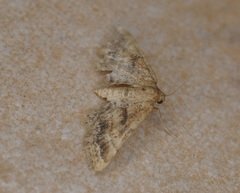 Idaea inclinata