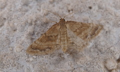 Idaea inclinata