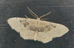 Idaea intermedia