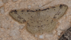 Idaea trigeminata