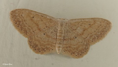 Idaea palaestinensis