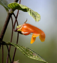 Columnea strigosa