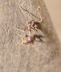 Sphodropoda tristis