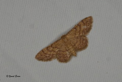 Idaea purpureomarginata