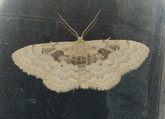 Idaea intermedia