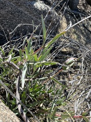 Penstemon centranthifolius