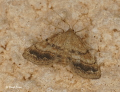 Idaea inclinata