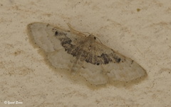 Idaea intermedia