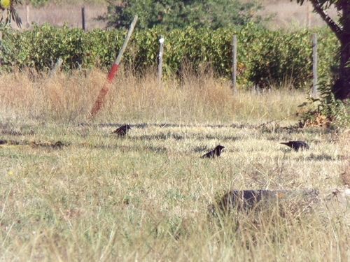 Corvidae
