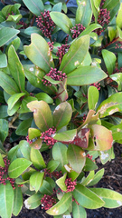 Skimmia