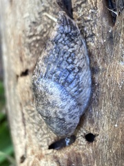 Deroceras reticulatum