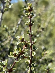 Ceanothus perplexans