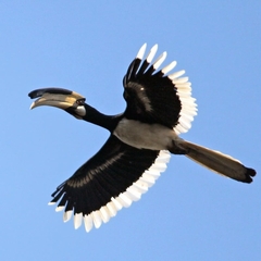 Anthracoceros coronatus