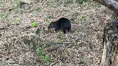 Dasyprocta fuliginosa