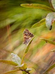 Paramacera xicaque xicaque