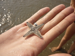 Astropecten indicus