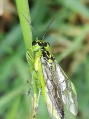 Rhogogaster viridis
