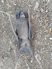 Nyctinomops macrotis