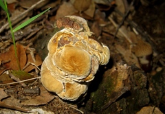 Fomitiporia erecta