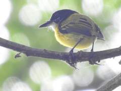 Todirostrum nigriceps