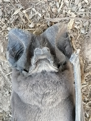 Nyctinomops macrotis