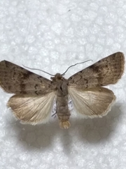 Agrotis simplonia