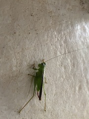 Cephalophlugis cephalotes